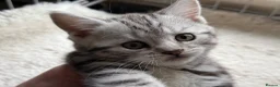 British Shorthair cats for sale: GCCF Rare Show Quality BSH Silver Tabby Kittens  - Advert 23