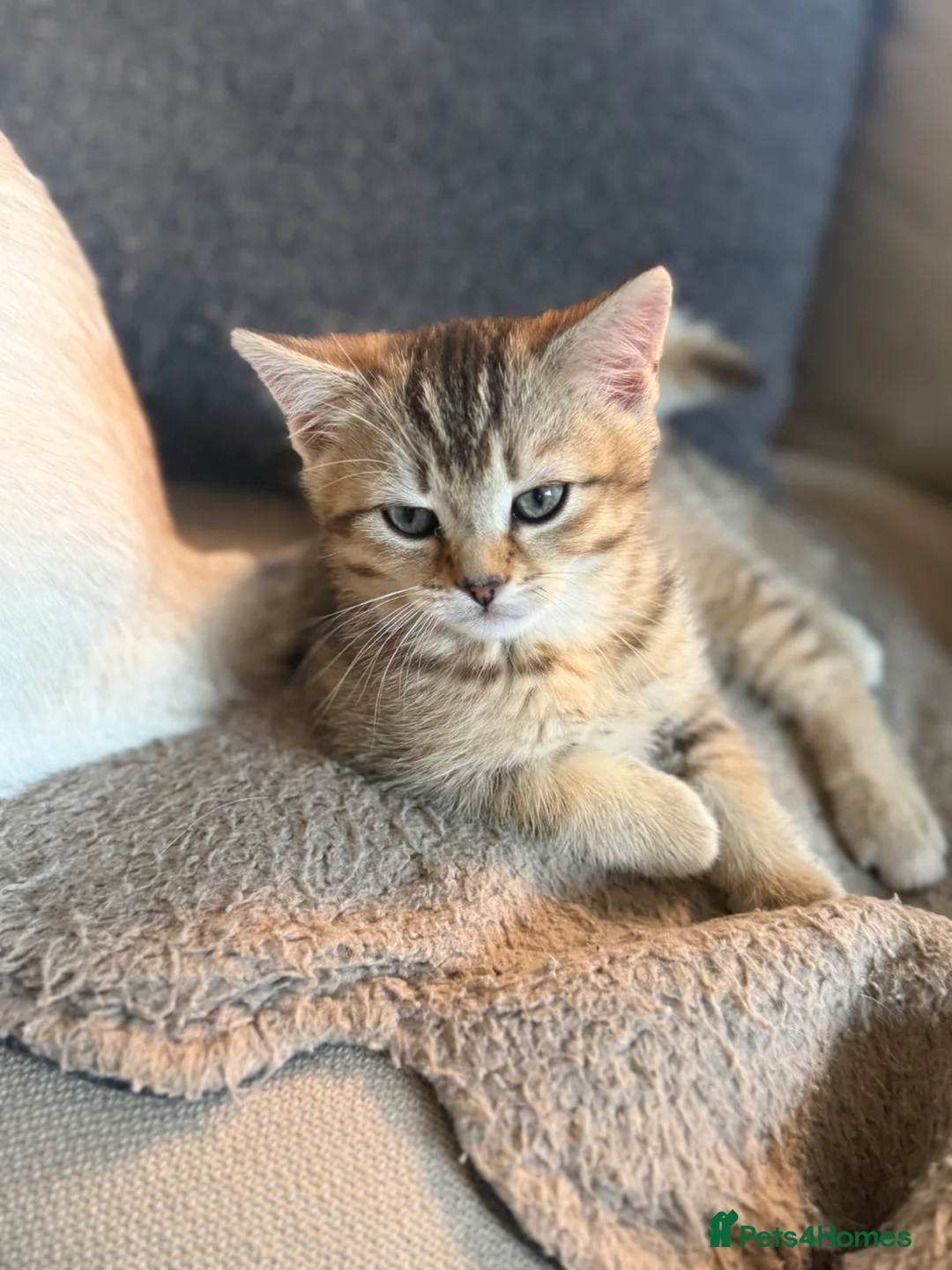 British Shorthair cats for sale: Gorgeous GCCF registered British Shorthair Boy  - Advert 2