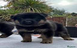 German Shepherd dogs for sale: TOP CHAMPION LINE GERMAN SHEPHERD PUPPIES FOR SALE - Advert 1