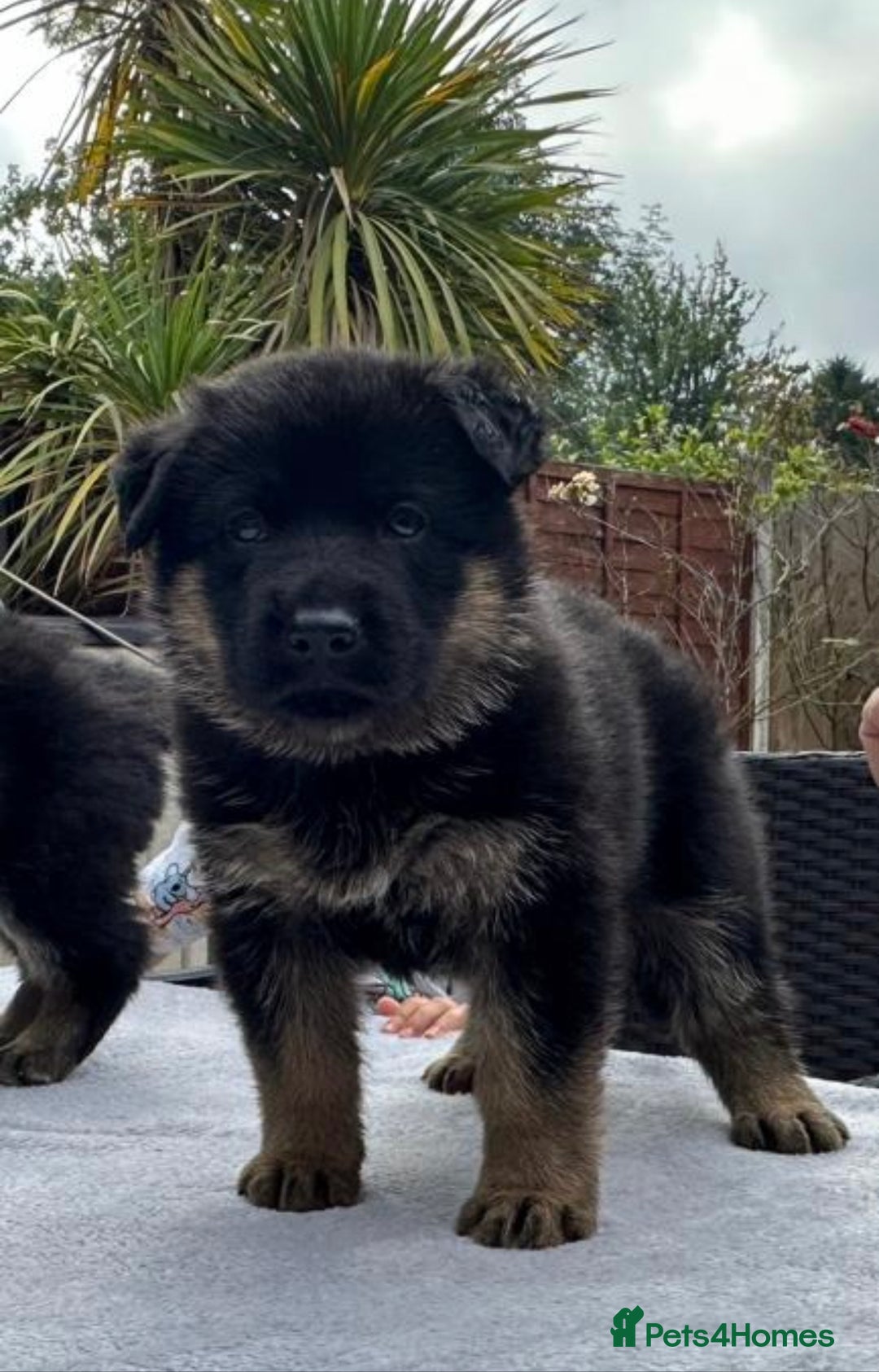 German Shepherd dogs for sale: TOP CHAMPION LINE GERMAN SHEPHERD PUPPIES FOR SALE - Advert 1