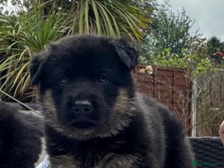 German Shepherd dogs for sale: TOP CHAMPION LINE GERMAN SHEPHERD PUPPIES FOR SALE - Advert 1