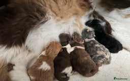 British Shorthair cats for sale: Exceptional BSH Girls, Champion Bloodlines - Advert 23