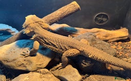 Bearded Dragon reptiles for sale: Male bearded dragons - Image 10
