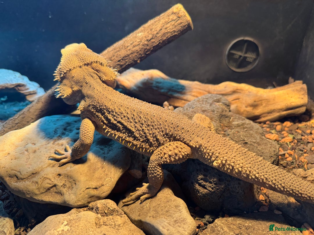 Bearded Dragon reptiles for sale: Male bearded dragons - Image 10