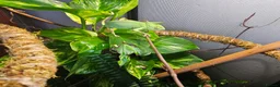 Chameleon reptiles for sale: Baby Chameleon & full set up in Camborne - Advert 2