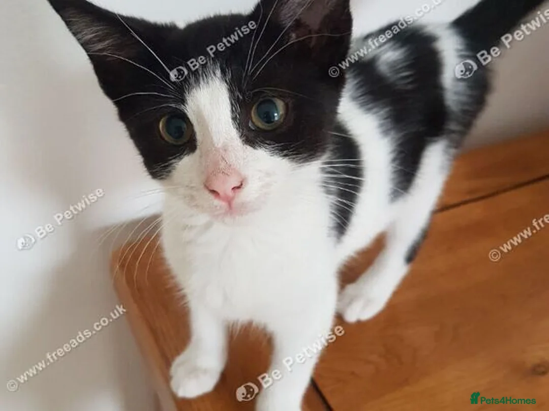 Mixed Breed cats for sale: Beautiful female kitten . - Advert 2