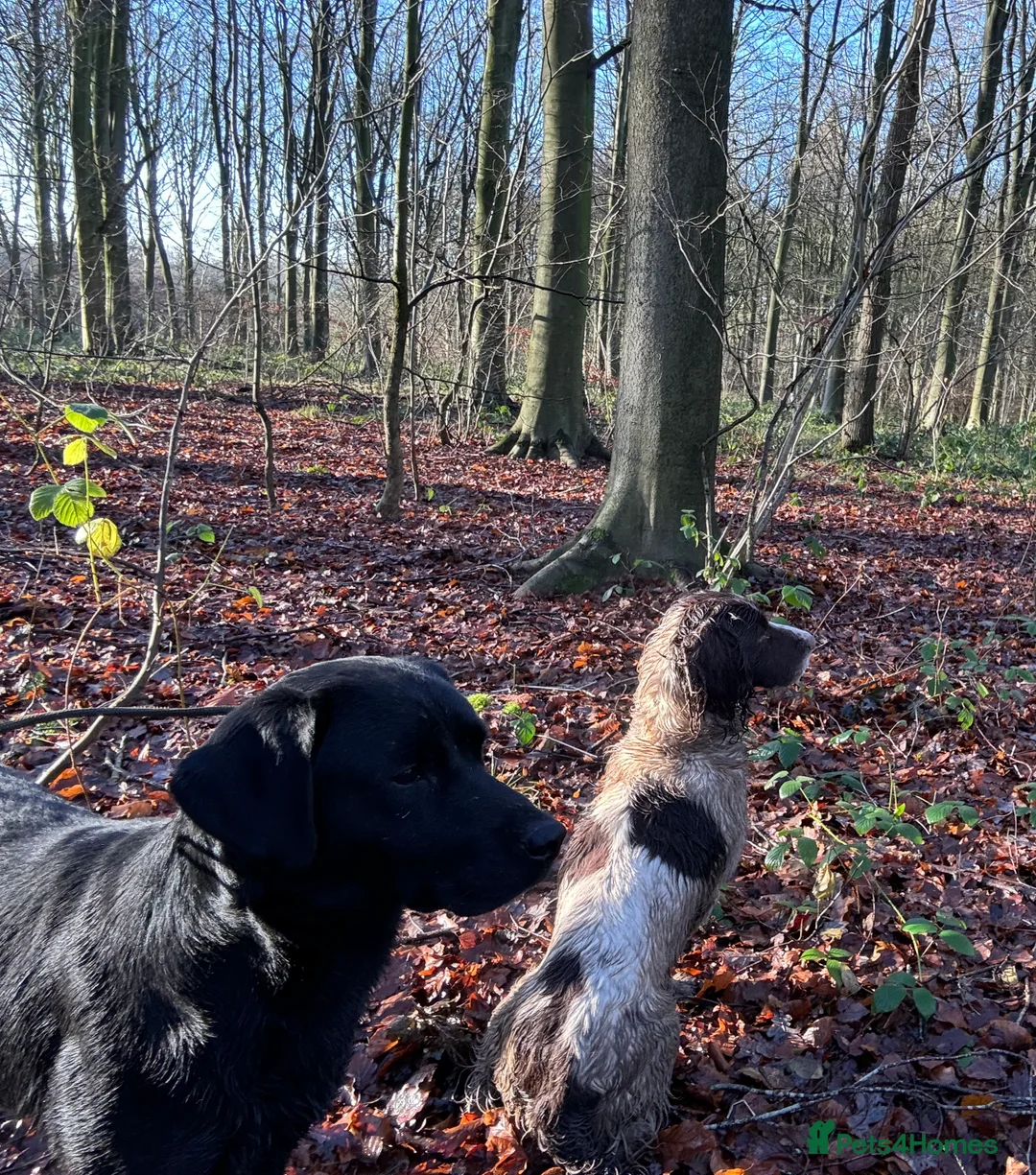 Labrador Retriever dogs for stud: Health Tested Working Labrador Retriever for stud in Burton-on-Trent - Advert 12
