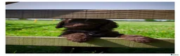 Cockapoo dogs for sale: Gorgeous F1 Cockapoo puppies  - Advert 5