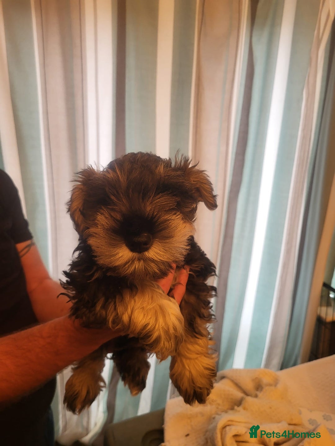 Miniature Schnauzer dogs for sale: 3 Male Miniature Schnauzer Puppies For Sale - Advert 3