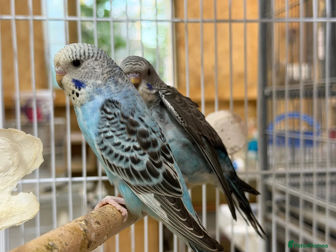 Budgerigars birds for sale: Budgies split bf - Advert 1
