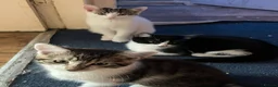 Mixed Breed cats for sale: 5 Beautiful Kittens need loving home - Advert 22