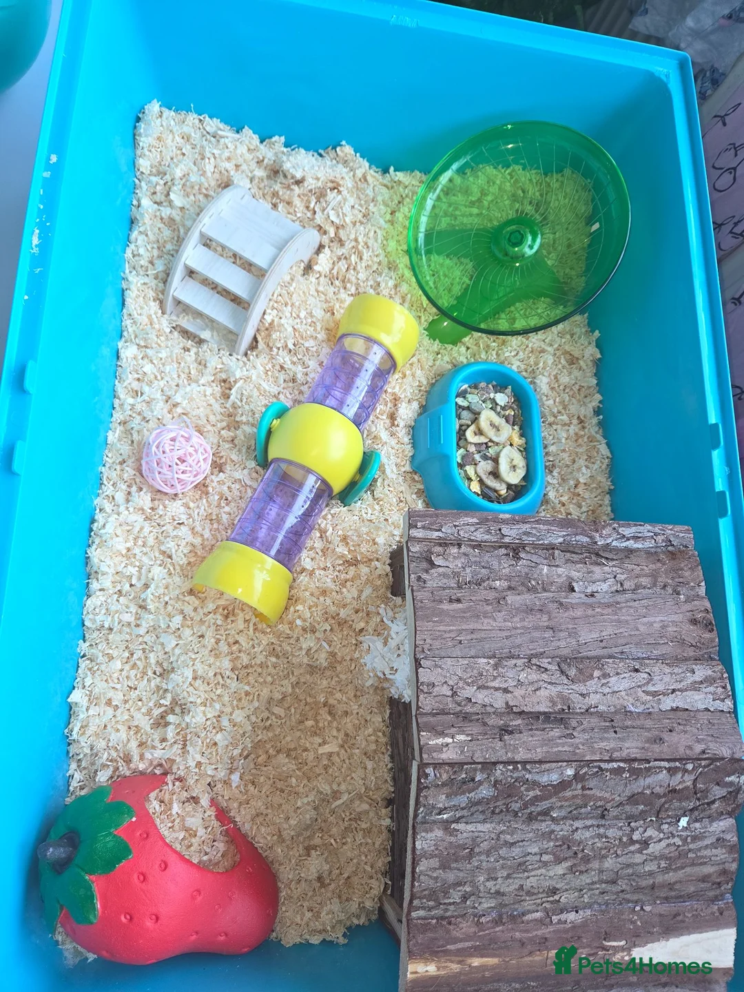 Hamster rodents for sale: Hamster  in Rotherham - Advert 8