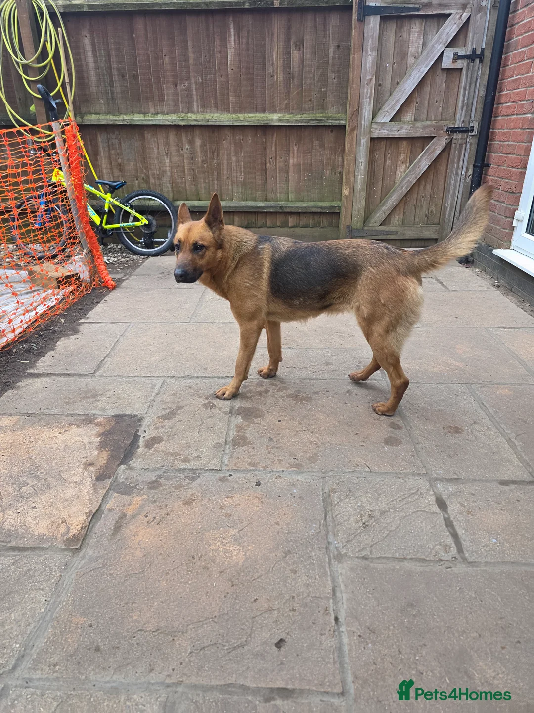 German Shepherd dogs for sale: Bella German shepherd  - Advert 14