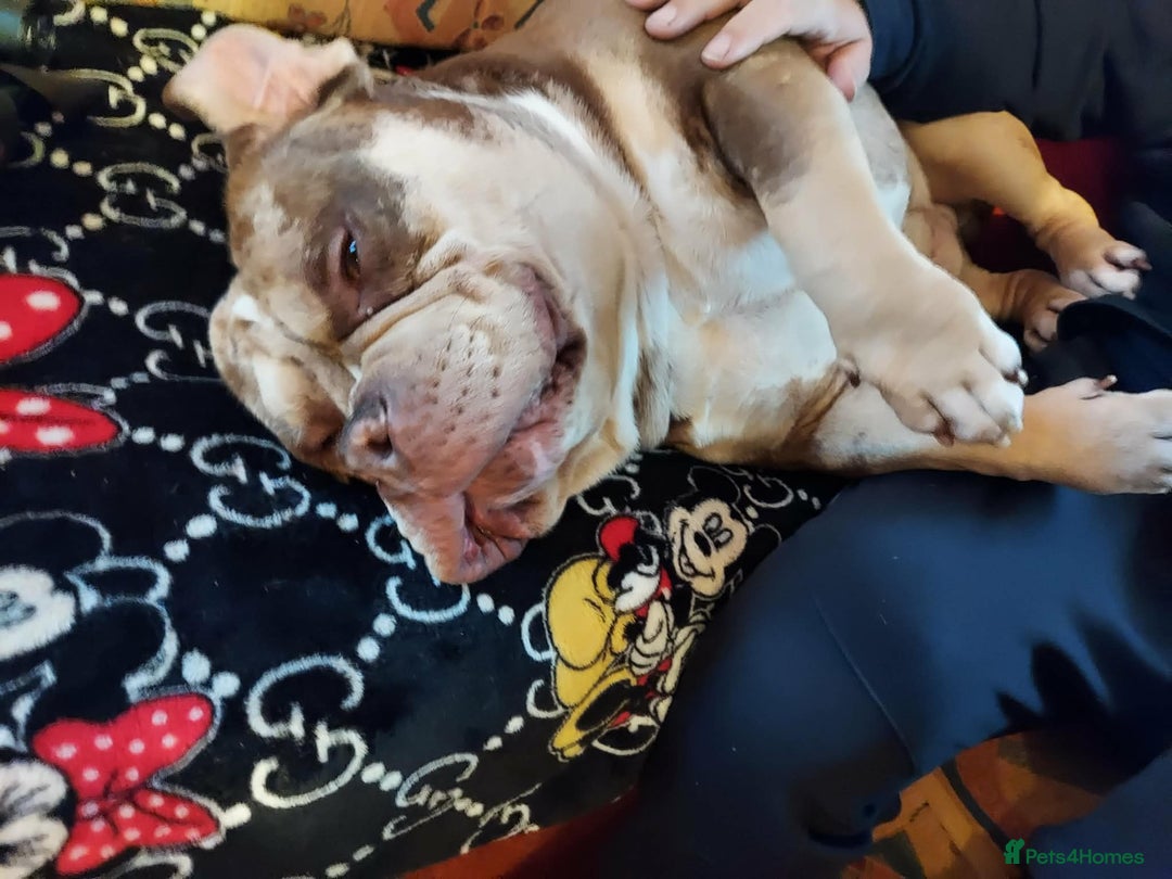 American Bully dogs for sale: Male Pocket Bully  - Advert 6