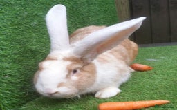 Continental Giant rabbits for sale: Super Stars Stud Service - Beautiful Proven Boys  - Image 3