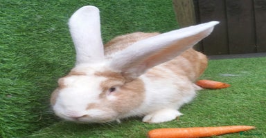 Continental Giant rabbits - Advert 9