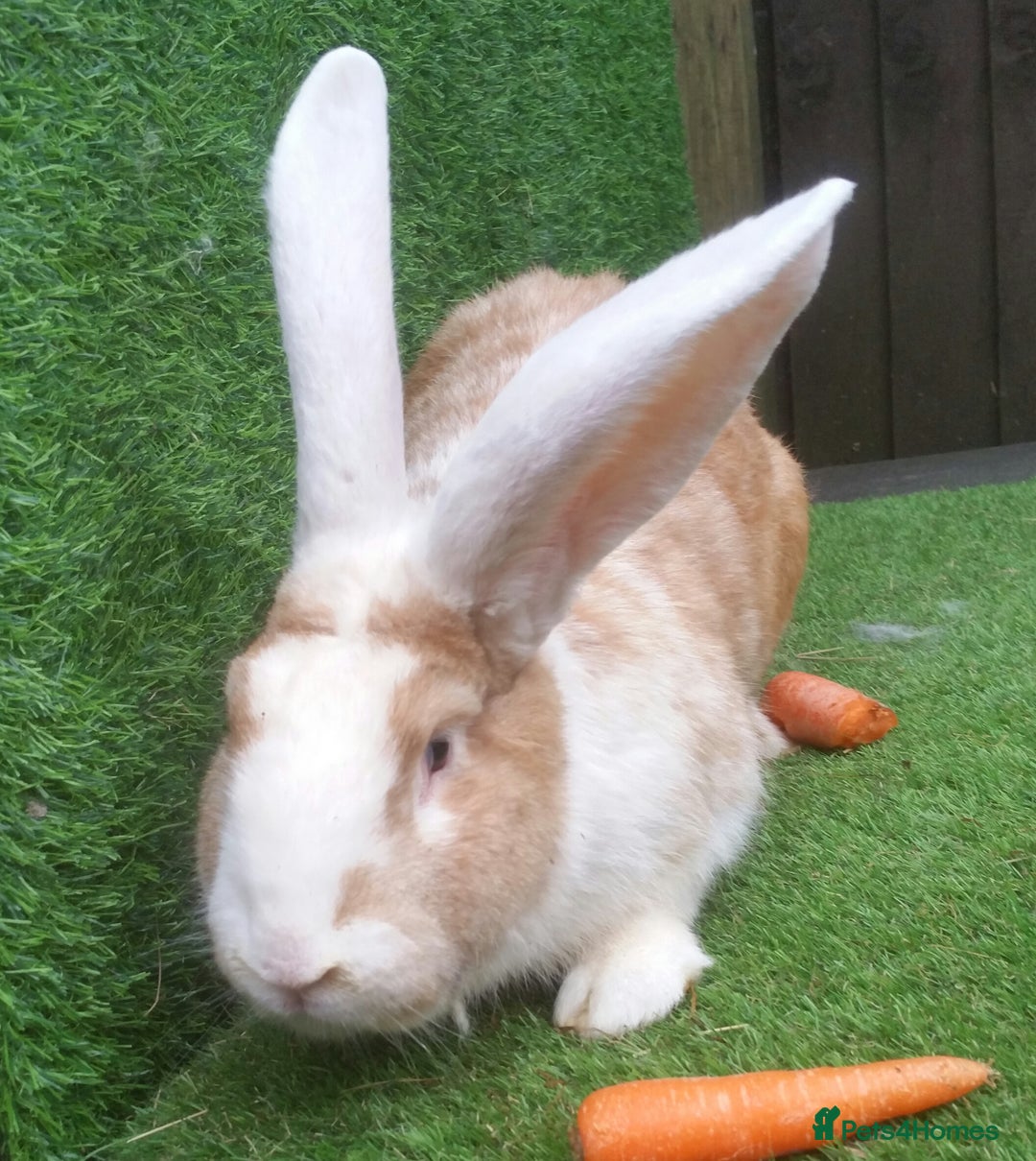 Continental Giant rabbits for sale: Super Stars Stud Service - Beautiful Proven Boys  - Image 3