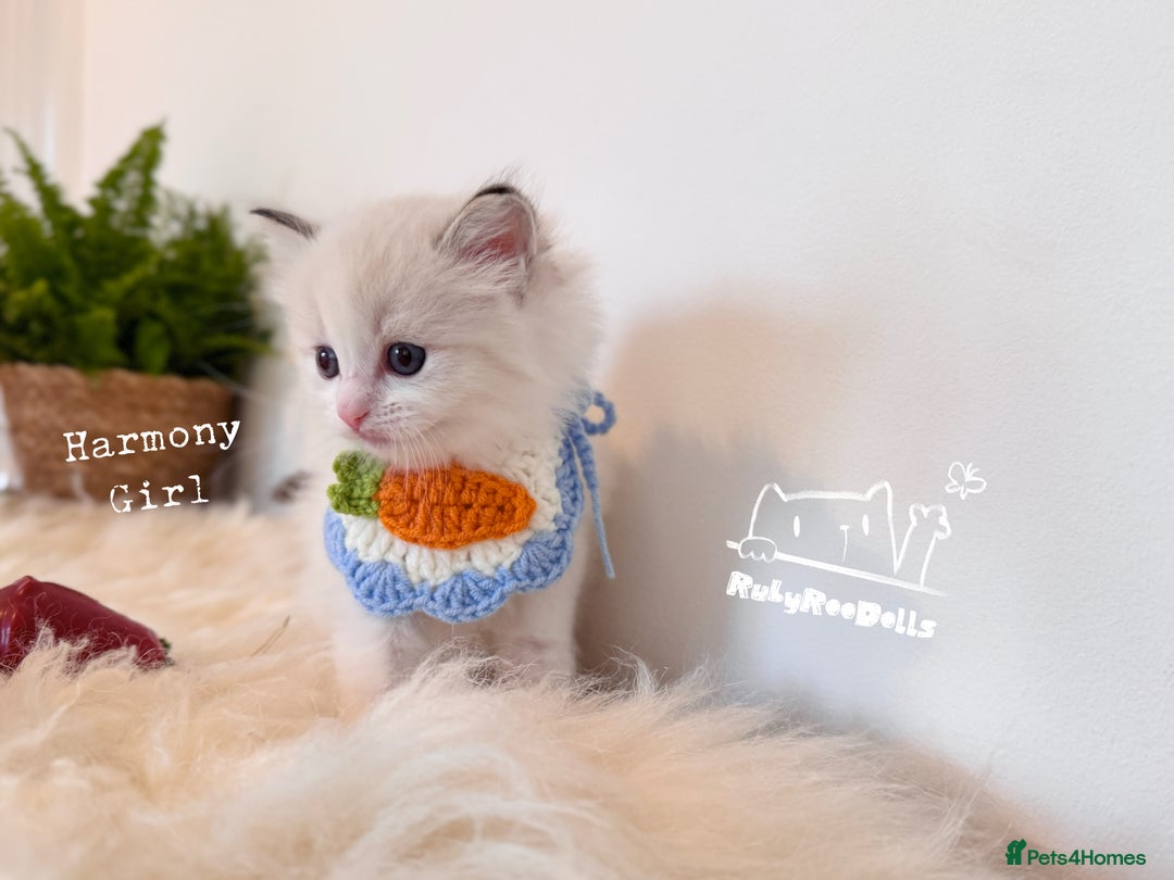 Ragdoll cats for sale: 🌟DNA Test🏆GCCF/TICA Championship Ragdoll Kitten - Advert 11