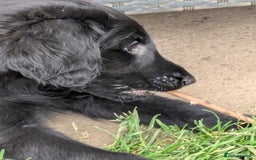 Flat coated Retriever dogs for sale: Flatcoated Retriever puppies  - Image 12