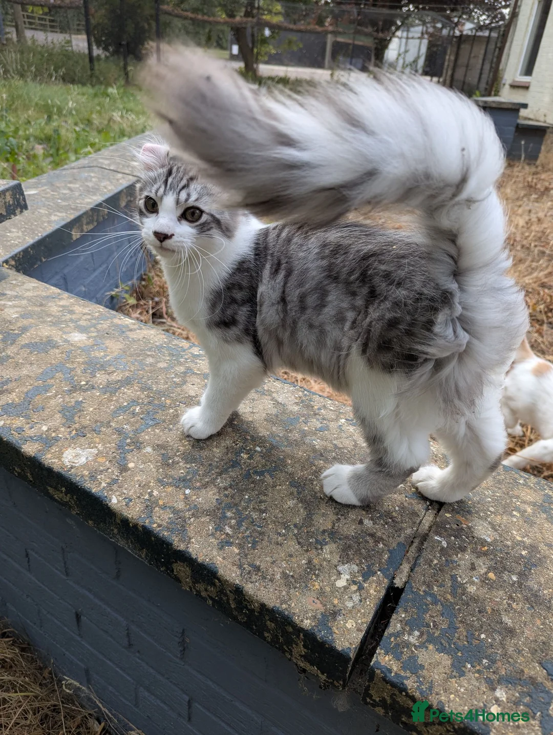 American Curl cats for sale: Beautiful, playful Rare American Curl Kittens - Advert 2