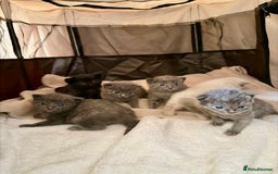 Ragdoll cats for sale: Half Ragdoll Kittens - Image 2