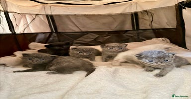 Ragdoll cats - Advert 2