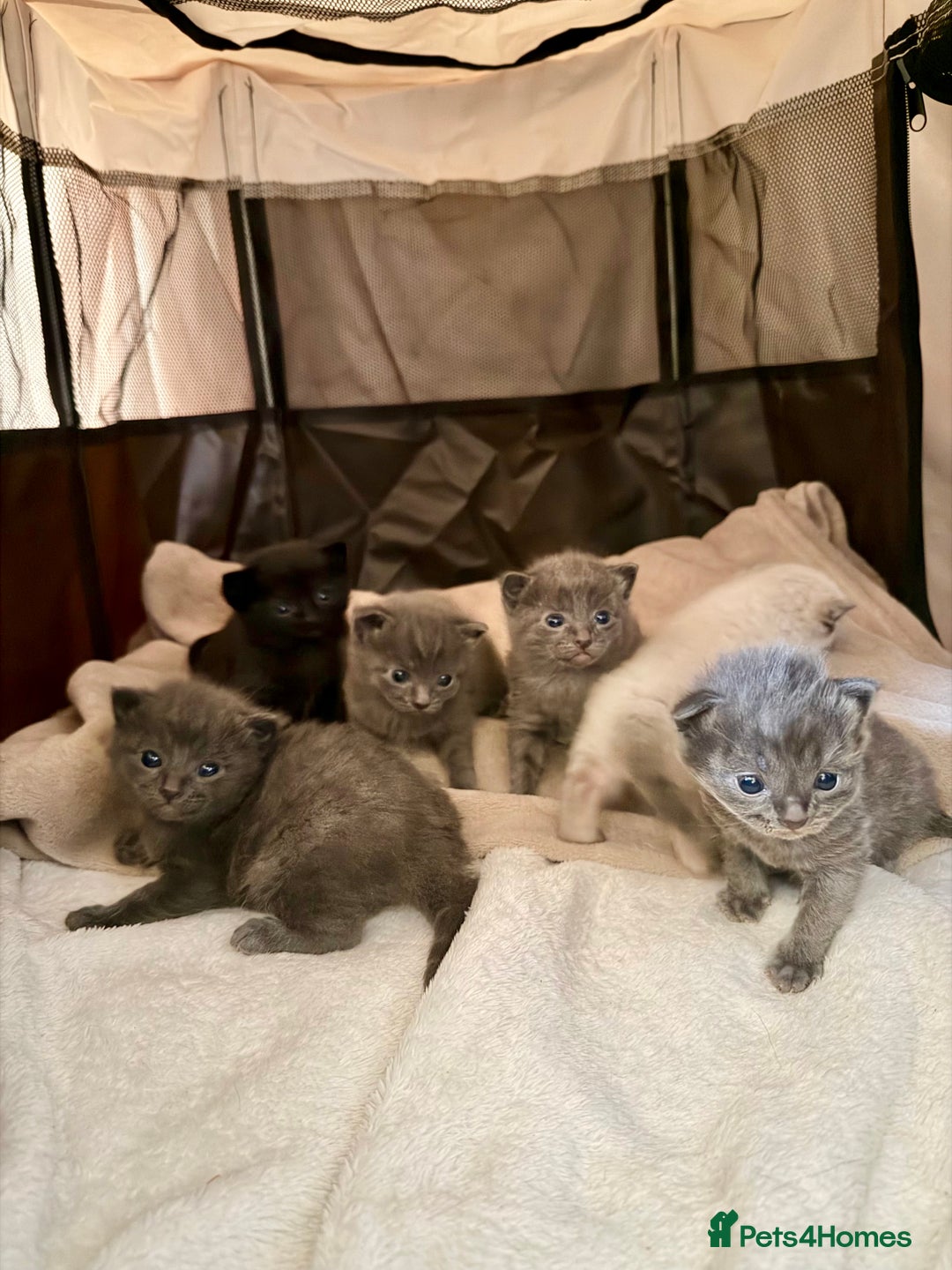 Ragdoll cats for sale: Half Ragdoll Kittens - Image 2