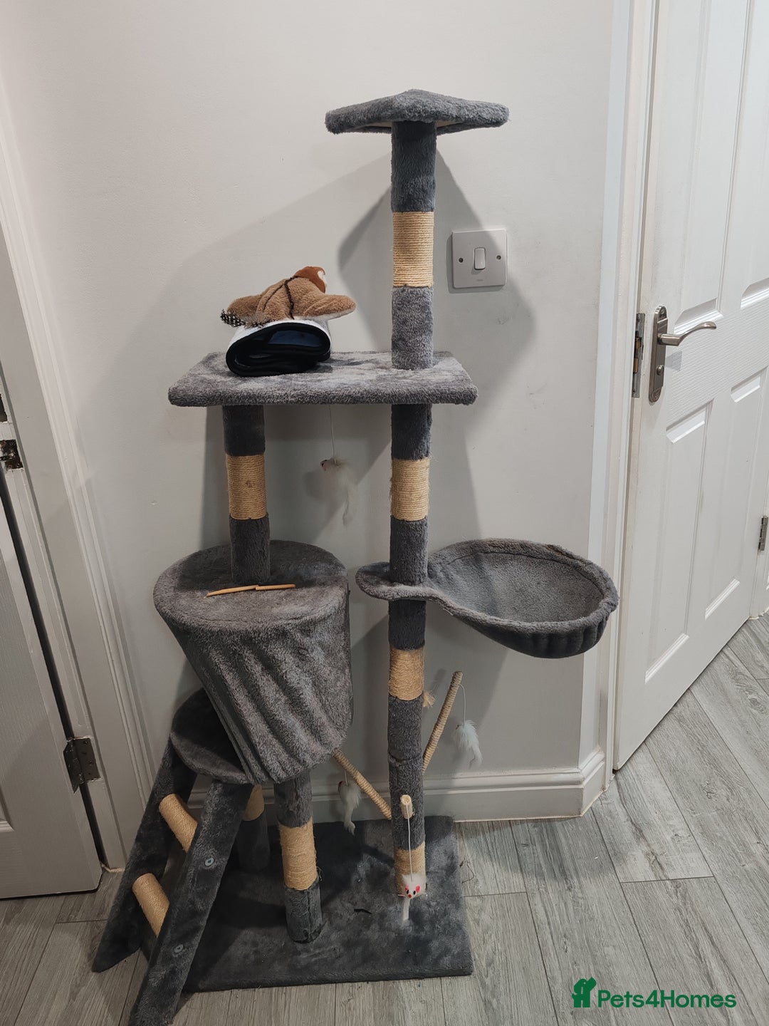 British Shorthair cats for sale: Daisy  - Image 5