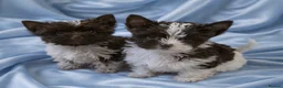 Yorkshire Terrier dogs for sale: Tiny Puppy Boys🐾 Pedigree 🐾 - Advert 19