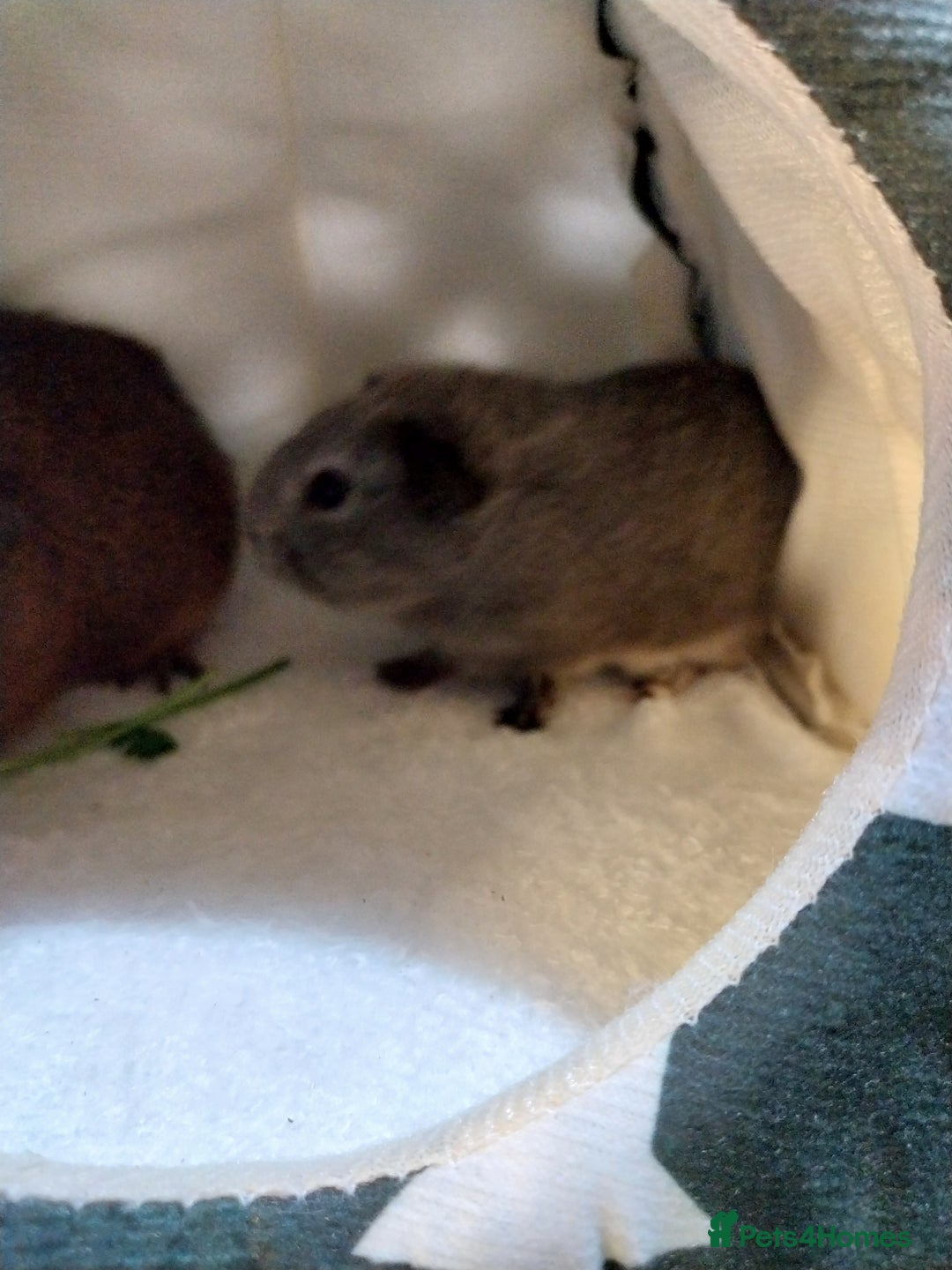 Guinea Pig rodents for sale: (RESERVED) Baby Guinea Pigs - Image 6