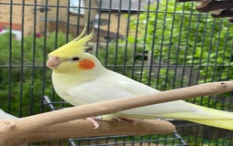 Cockatiels birds for sale: Lutino cockatiel  - Image 1