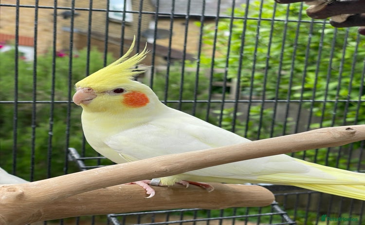 Cockatiels birds - Advert 1