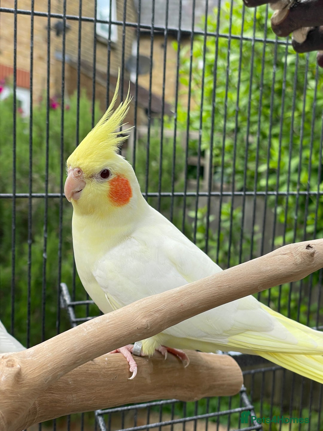 Cockatiels birds for sale: Lutino cockatiel  - Image 1
