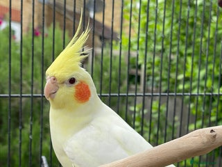 Cockatiels birds - Advert 26