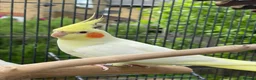 Cockatiels birds for sale: Lutino cockatiel  - Advert 1