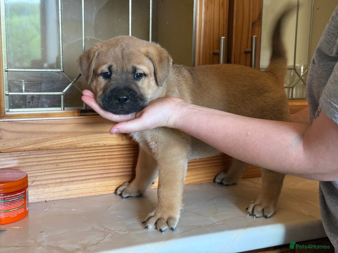 Mixed Breed dogs for sale: Chow chow x American bull dog  - Image 16