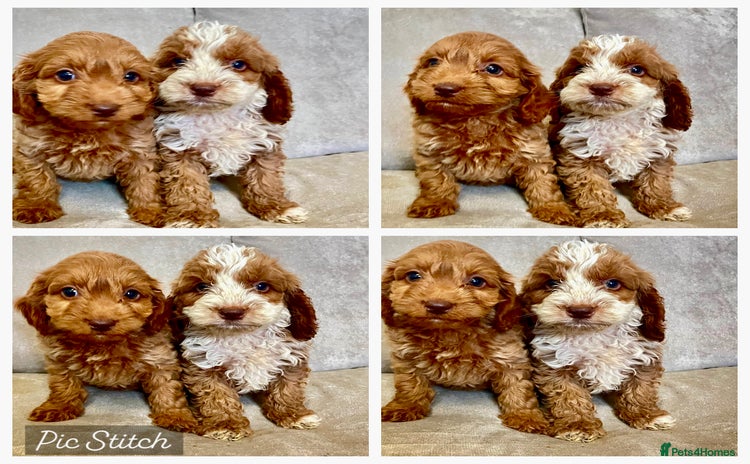Cockapoo dogs - Advert 16