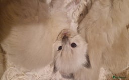 Ragdoll cats for sale: Gorgeous Ragdoll Kittens  - Image 8