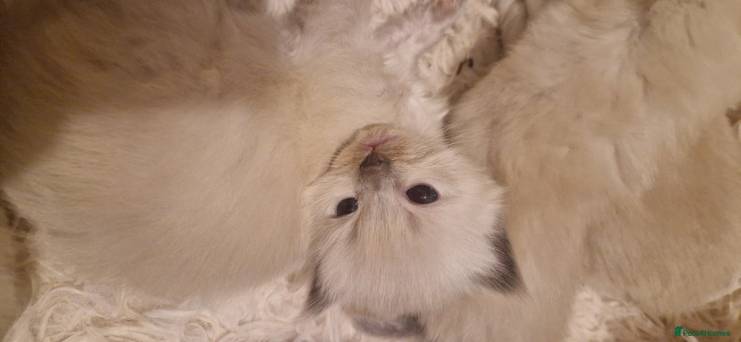 Ragdoll cats for sale: Gorgeous Ragdoll Kittens  - Image 8
