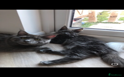 Maine Coon cats for sale: Black/Blue Smoke Maine Coon - Image 21
