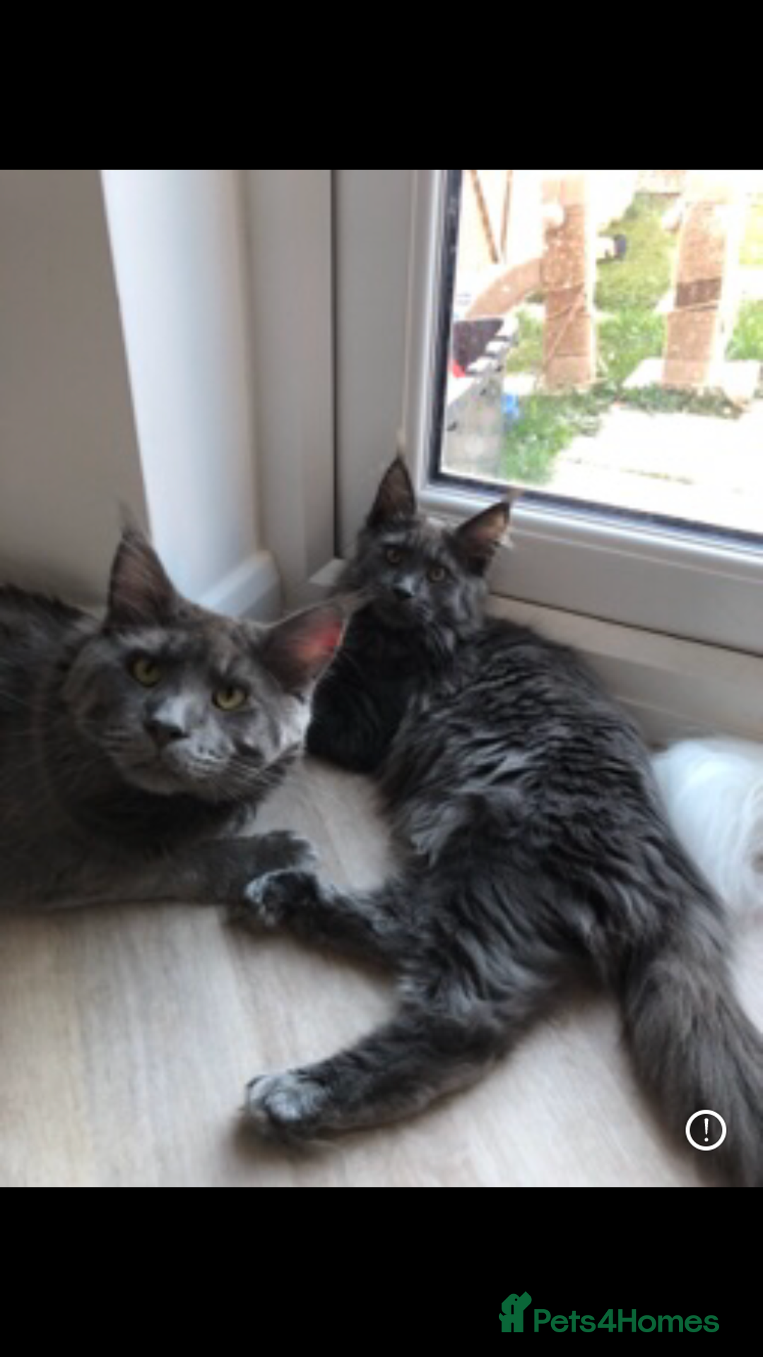 Maine Coon cats for sale: Black/Blue Smoke Maine Coon - Image 21
