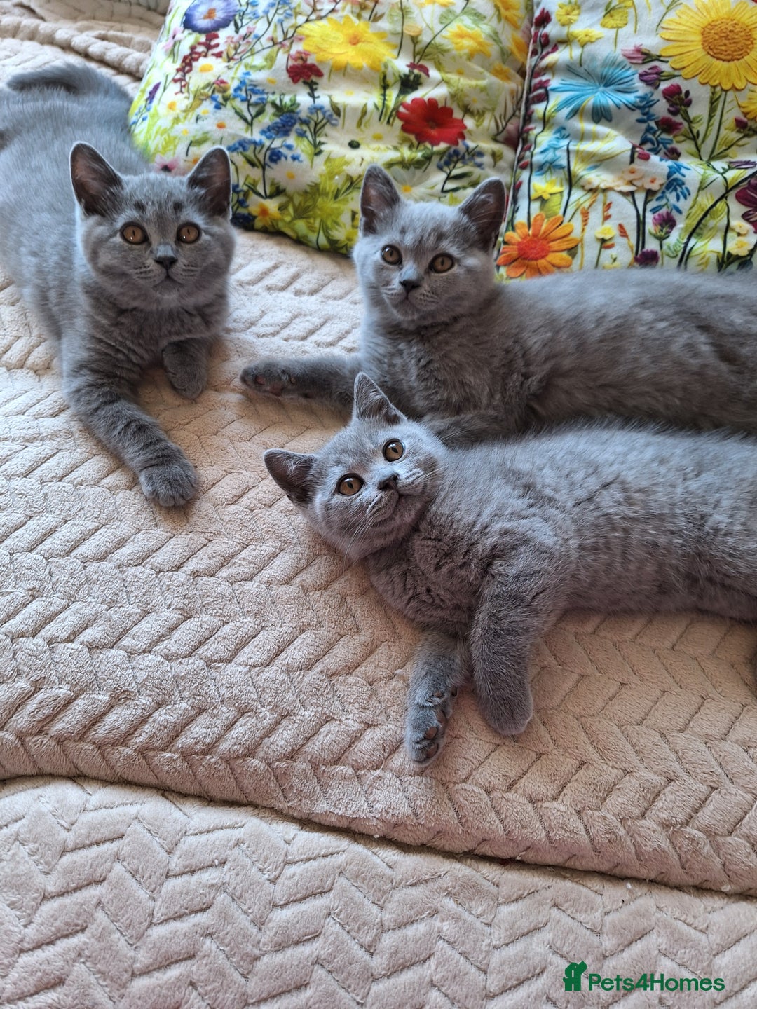 Scottish Fold cats for sale: Discount! Half price! Pure breed Scottish Fold  - Image 15