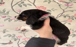 Basset Hound dogs for sale: Bassett hound puppies  - Advert 15