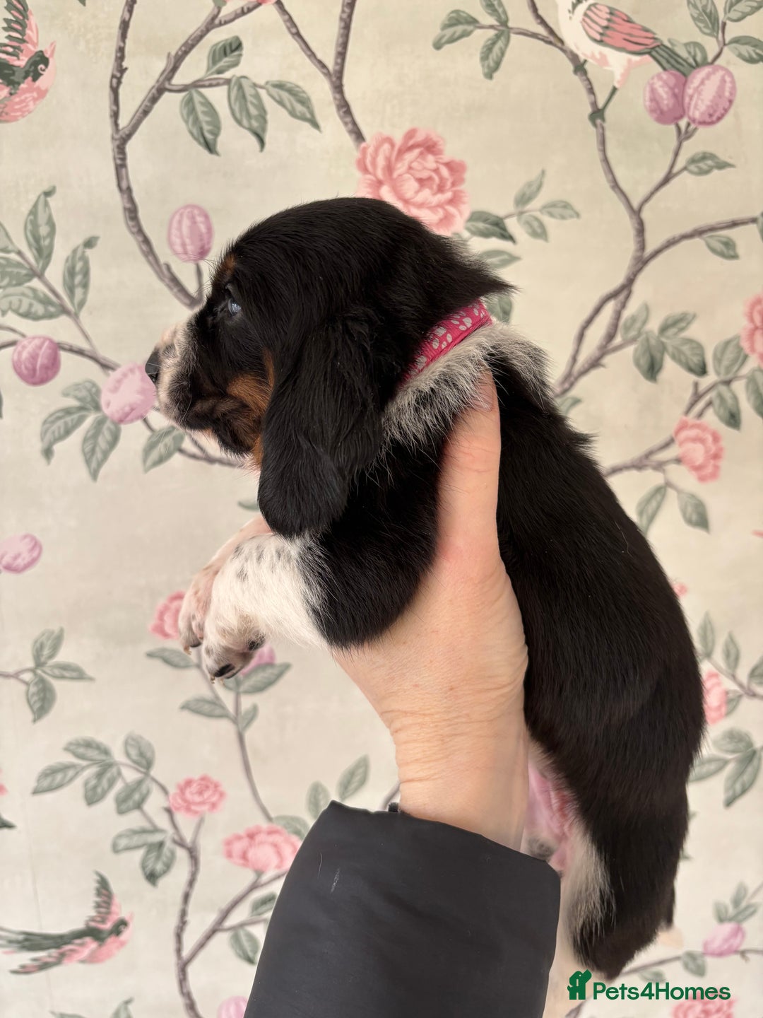 Basset Hound dogs for sale: Bassett hound puppies  - Advert 15