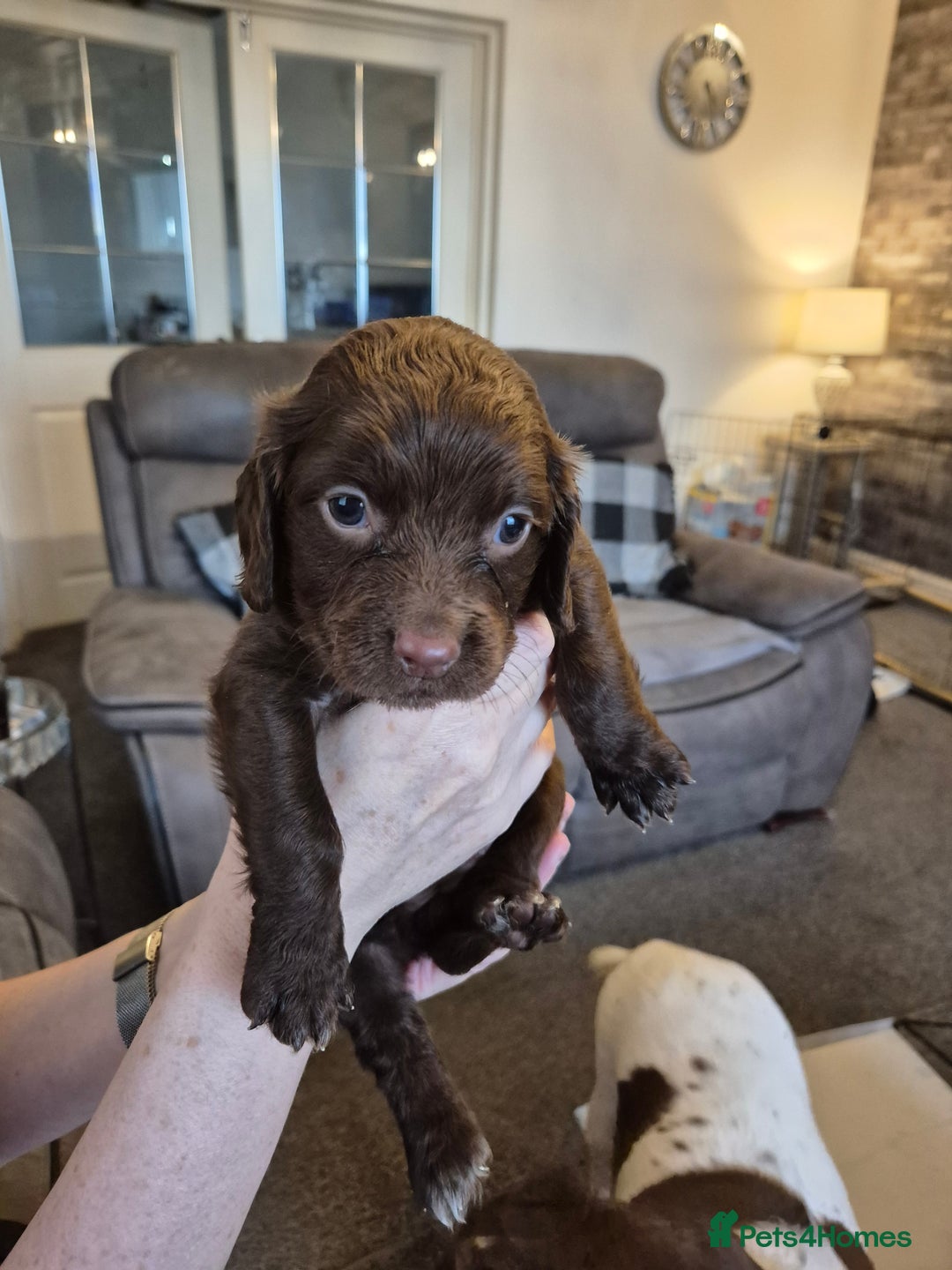 Sprocker dogs for sale: Sprocker puppies for sale - Image 7