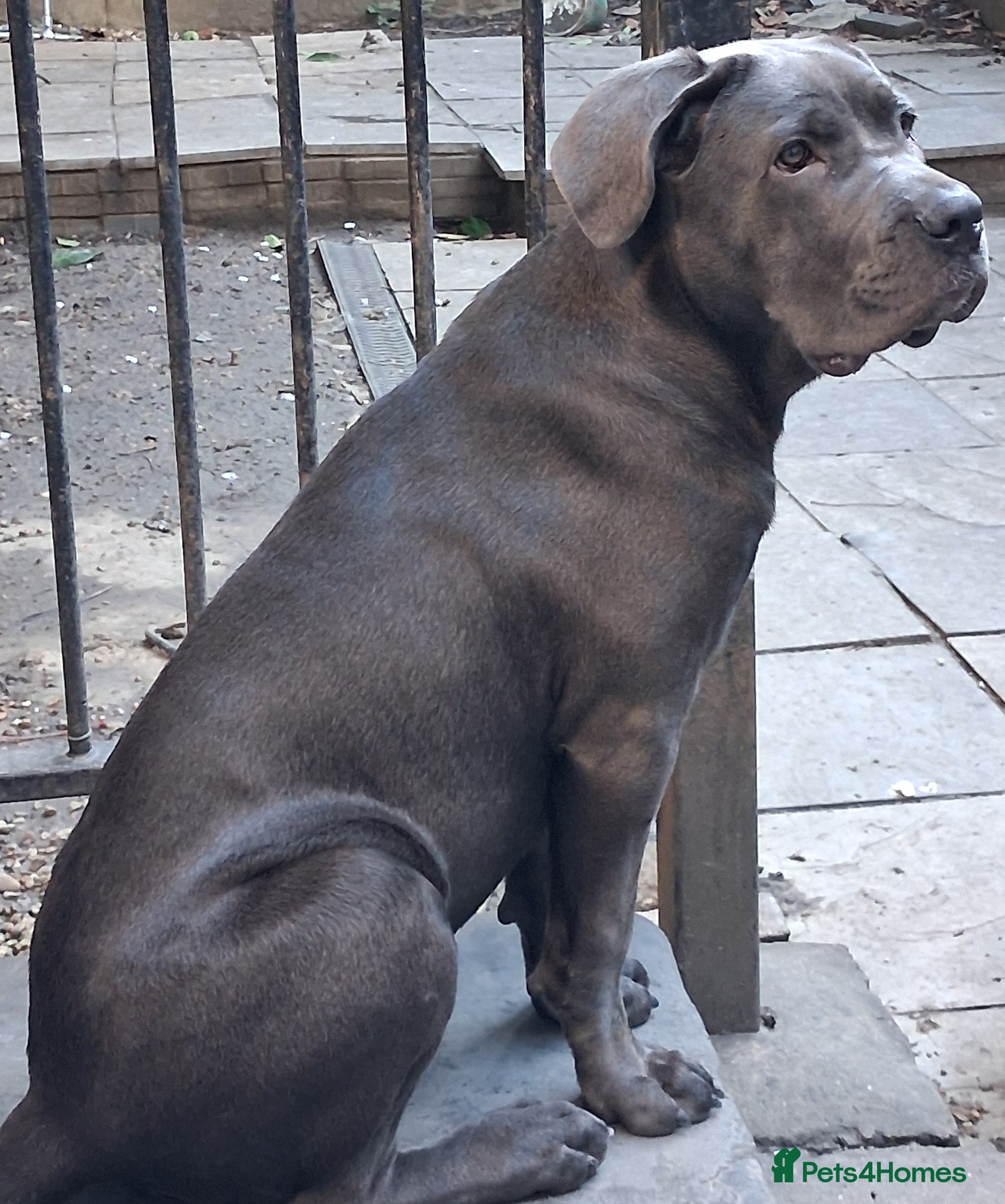 Cane Corso dogs 5month old blue female pup - Advert 4