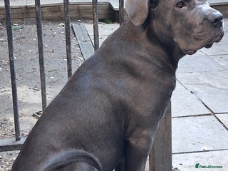 Cane Corso dogs 5month old blue female pup - Advert 3