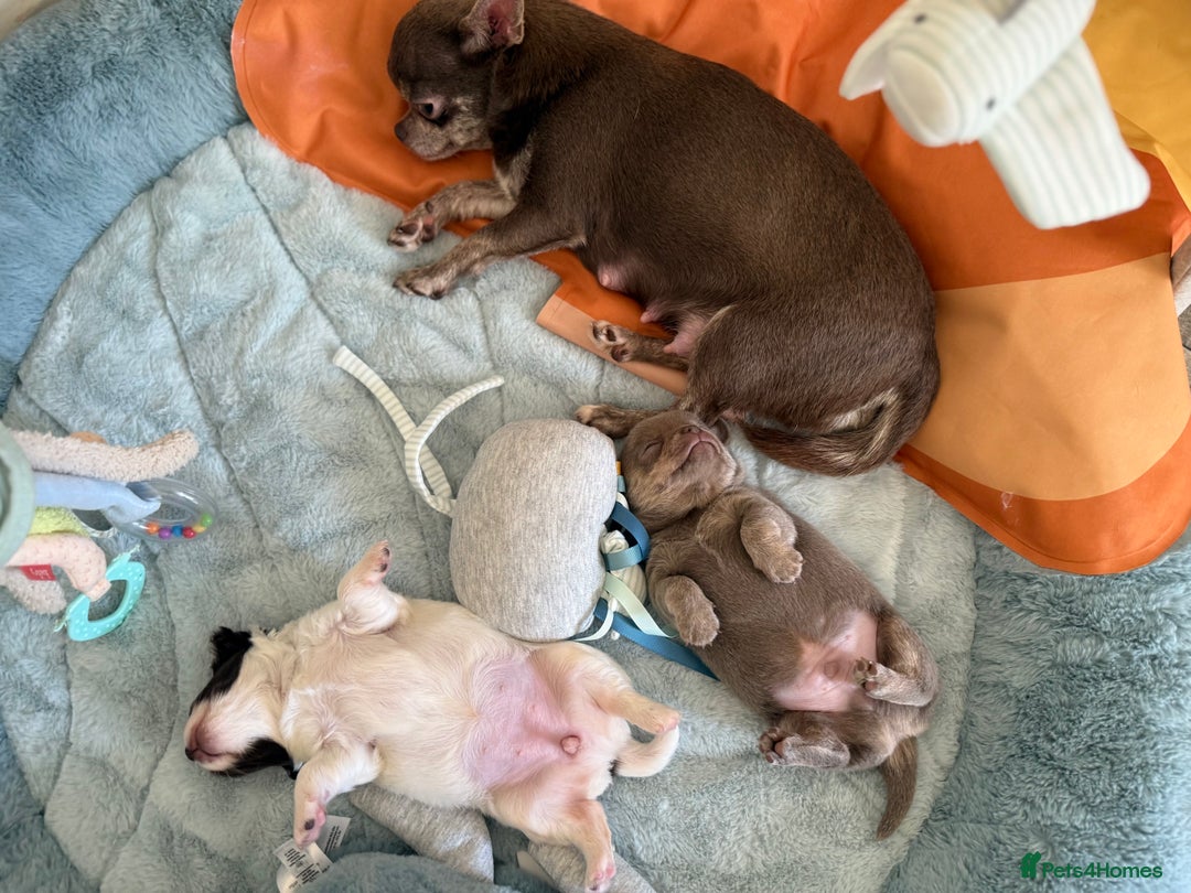 Chihuahua dogs for sale: KC reg Handsome lilac & tan boy 🍎 🐶  - Image 11