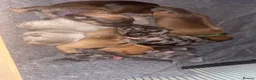 Dachshund dogs for sale: Miniature/standard dachshund puppies  in Alfreton - Advert 17