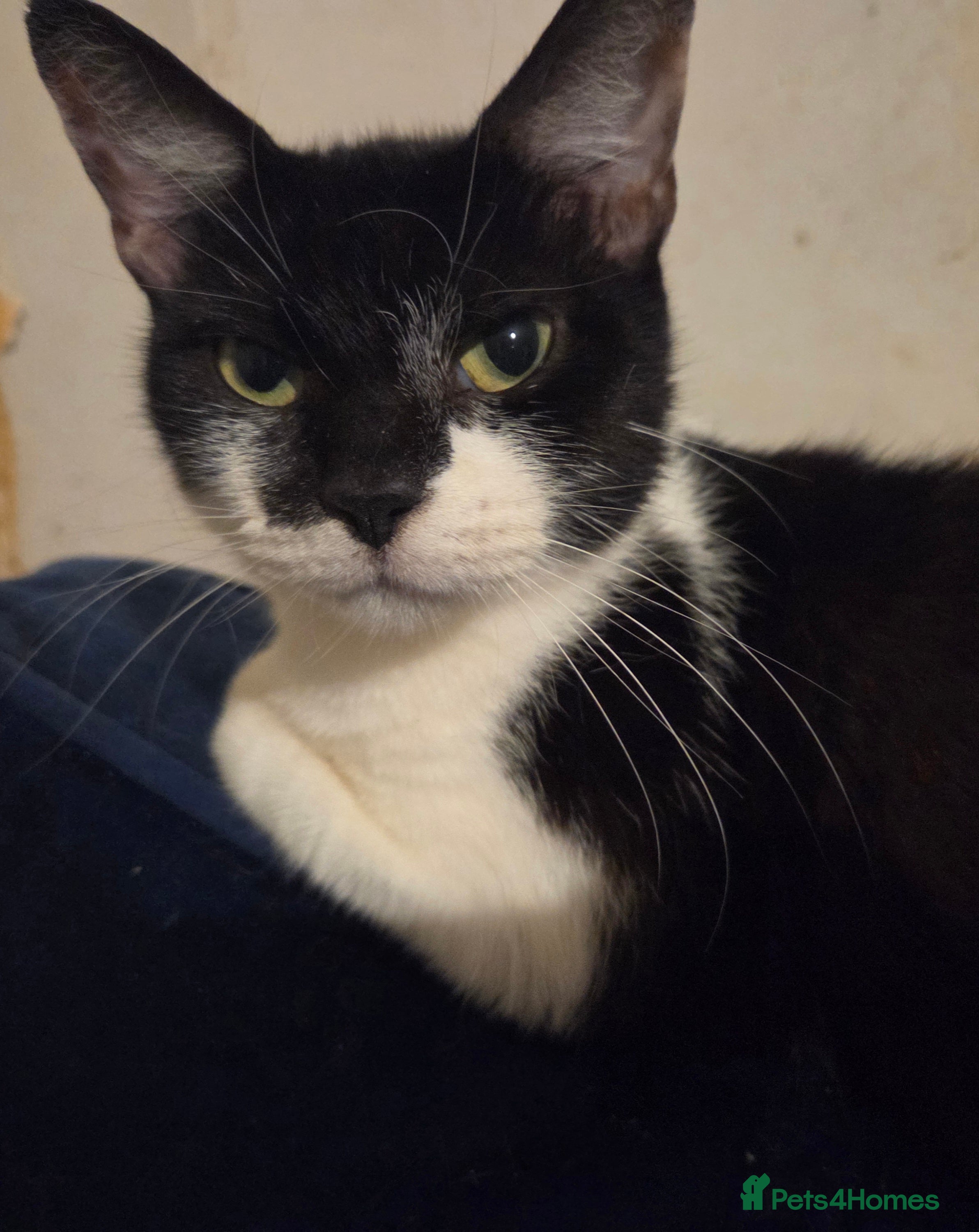 Mixed Breed cats Kittens - Advert 12